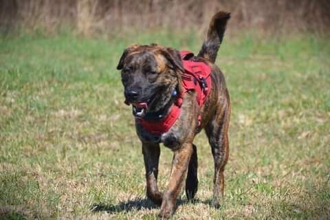 Atom, an adoptable Mixed Breed in Duck River, TN_image-1