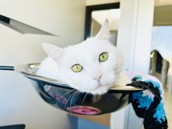 Lulu