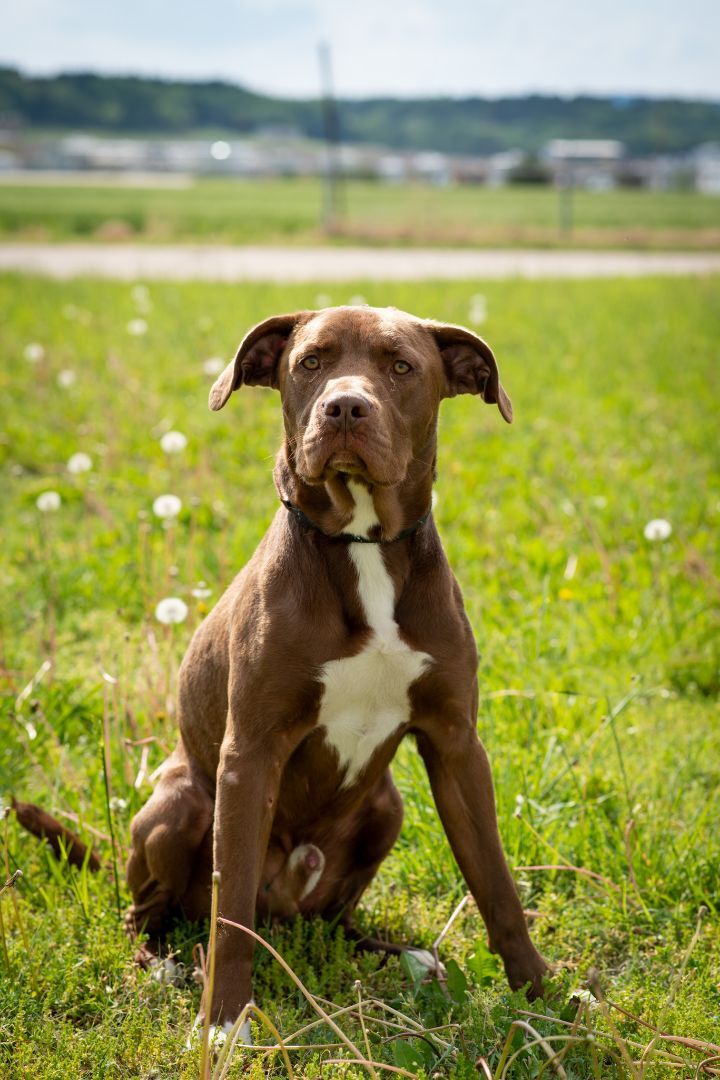 Slinky, an adopted Labrador Retriever & Pointer Mix in Junction City, KS_image-1