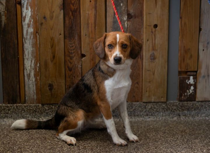 Tinkerbell, an adoptable Beagle in Junction City, KS_image-1