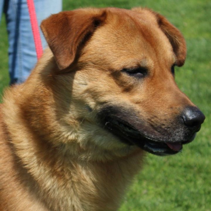 Caruso, an adoptable Golden Retriever & Shepherd Mix in Eaton, OH_image-3