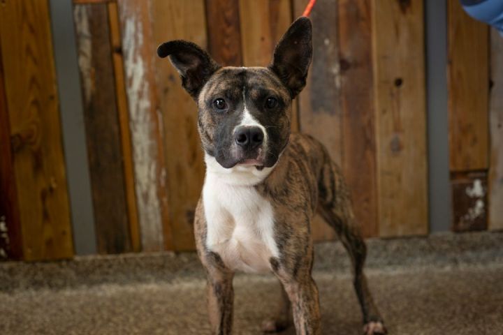 Urkel, an adoptable Akita & Boxer Mix in Junction City, KS_image-1
