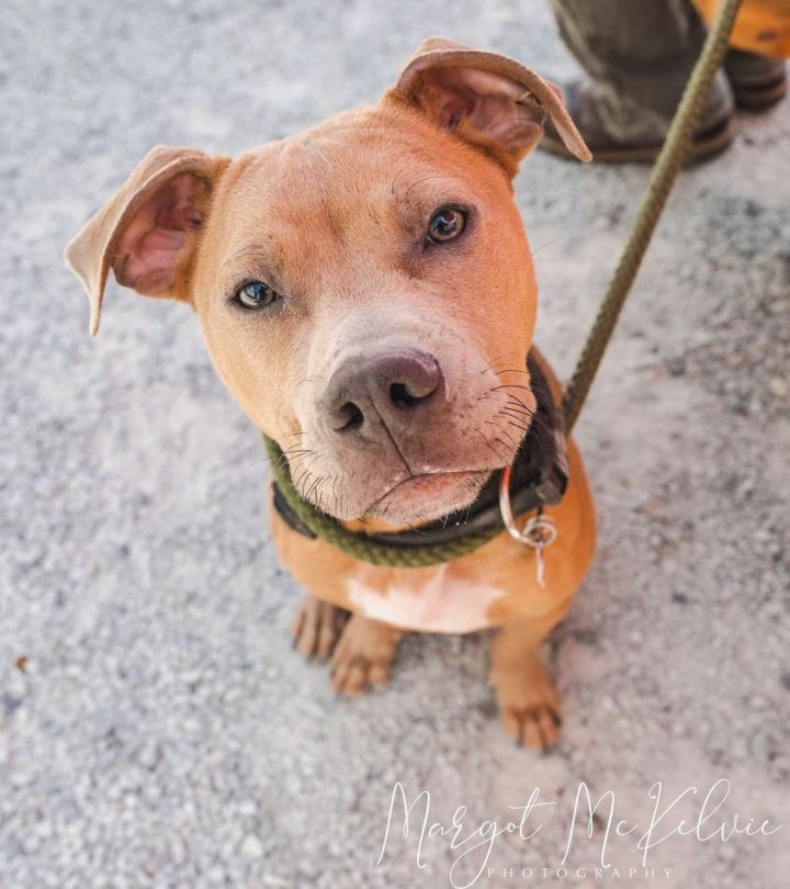 Otis, an adoptable Pit Bull Terrier Mix in Seattle, WA_image-1