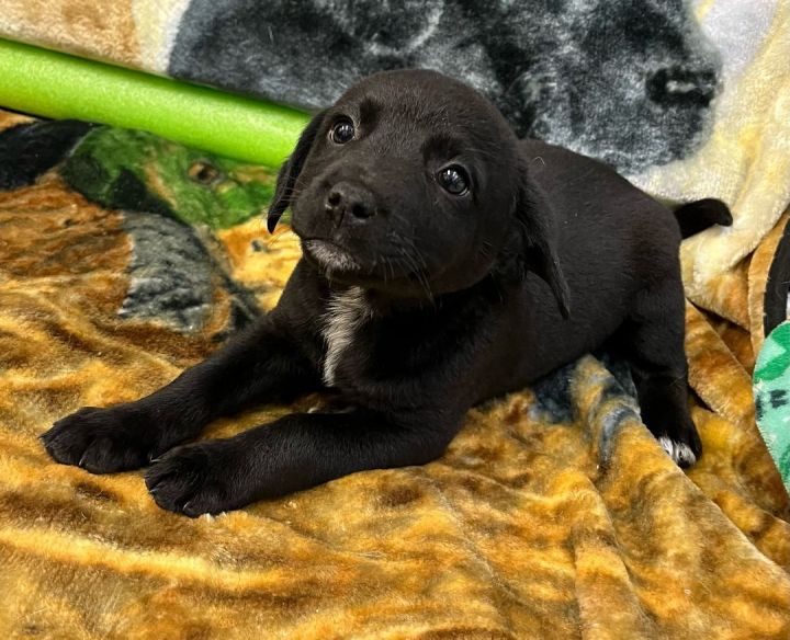 Skittles, an adoptable Patterdale Terrier / Fell Terrier Mix in Ottumwa, IA_image-1