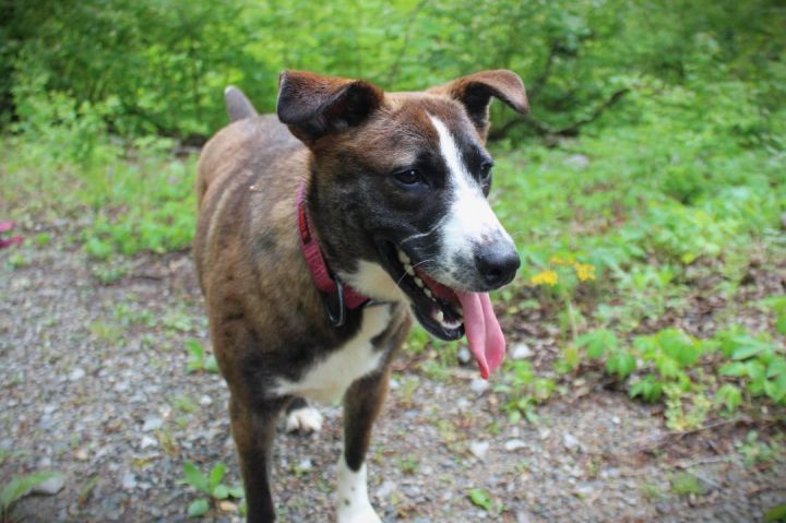 Athena, an adopted Mixed Breed in Duck River, TN_image-1