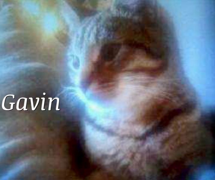 Gavin, an adopted Domestic Short Hair & Siamese Mix in Owasso, OK_image-1