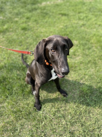 Wilder, an adoptable Hound Mix in Pequot Lakes, MN_image-2