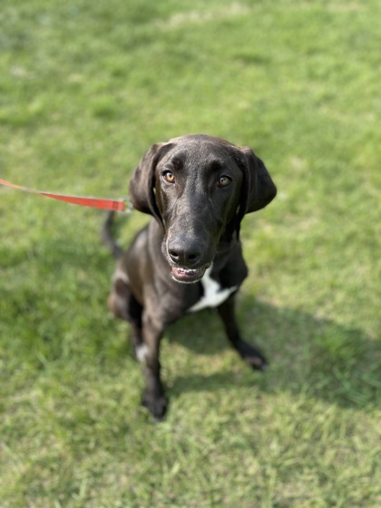 Wilder, an adoptable Hound Mix in Pequot Lakes, MN_image-3