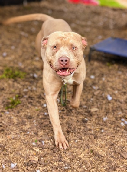 Arvid, an adoptable Mixed Breed in Cincinnati, OH_image-1