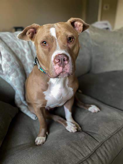 Solice, an adoptable Mixed Breed in Cincinnati, OH_image-1