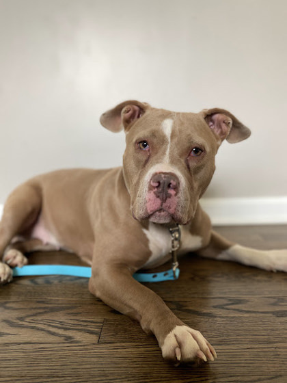 Solice, an adoptable Mixed Breed in Cincinnati, OH_image-3