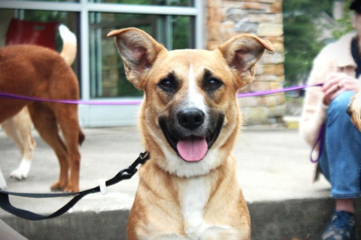 MJ, an adoptable Mixed Breed in Duck River, TN_image-2