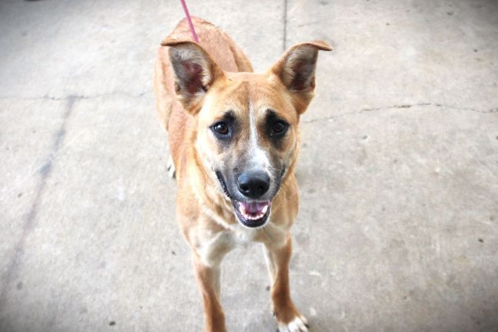MJ, an adoptable Mixed Breed in Duck River, TN_image-4