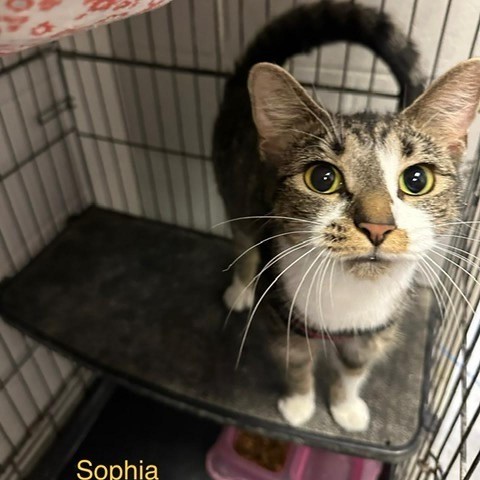 Sophia, an adoptable Domestic Short Hair in Columbia Station, OH_image-2