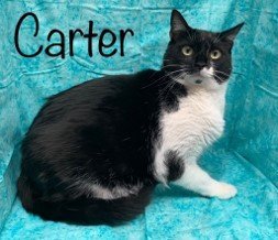 Carter
