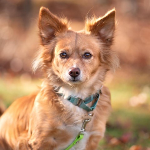 Quincy, an adoptable Pomeranian Mix in Hampton Bays, NY_image-1