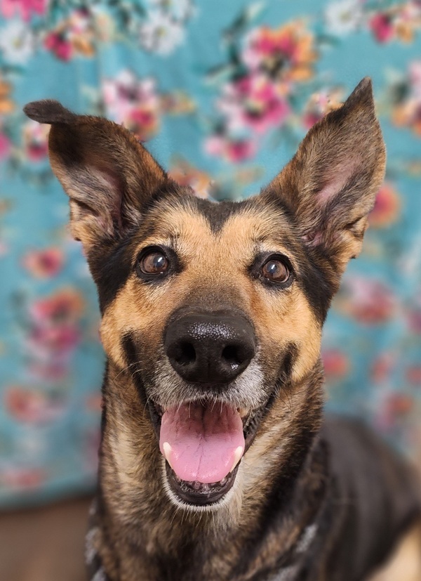 Bella May, an adoptable German Shepherd Dog Mix in Lexington, KY_image-1