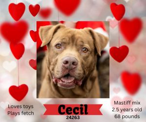Cecil here Im a big ole boy who LOVES fetch I would really love a home that has a yard