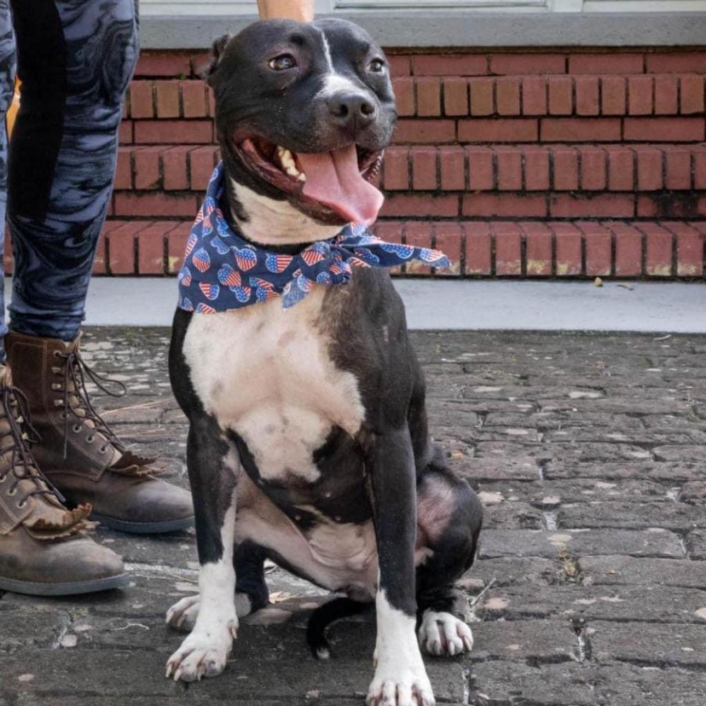 Papaya, an adoptable Mixed Breed in Savannah, GA, 31406 | Photo Image 1