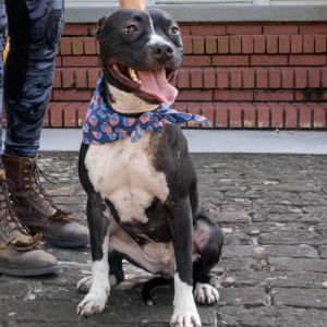 Papaya, Adult Female Mixed Breed
