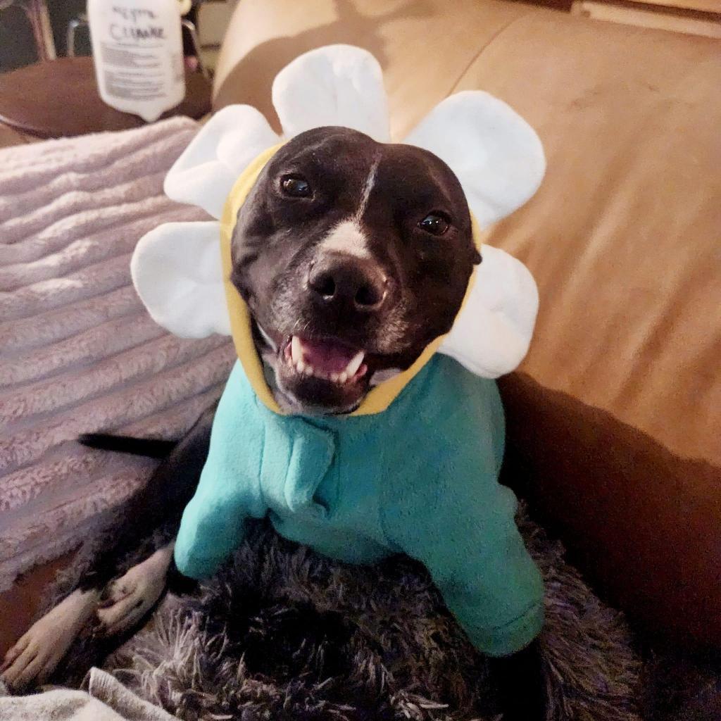 Papaya, an adoptable Mixed Breed in Savannah, GA, 31406 | Photo Image 2