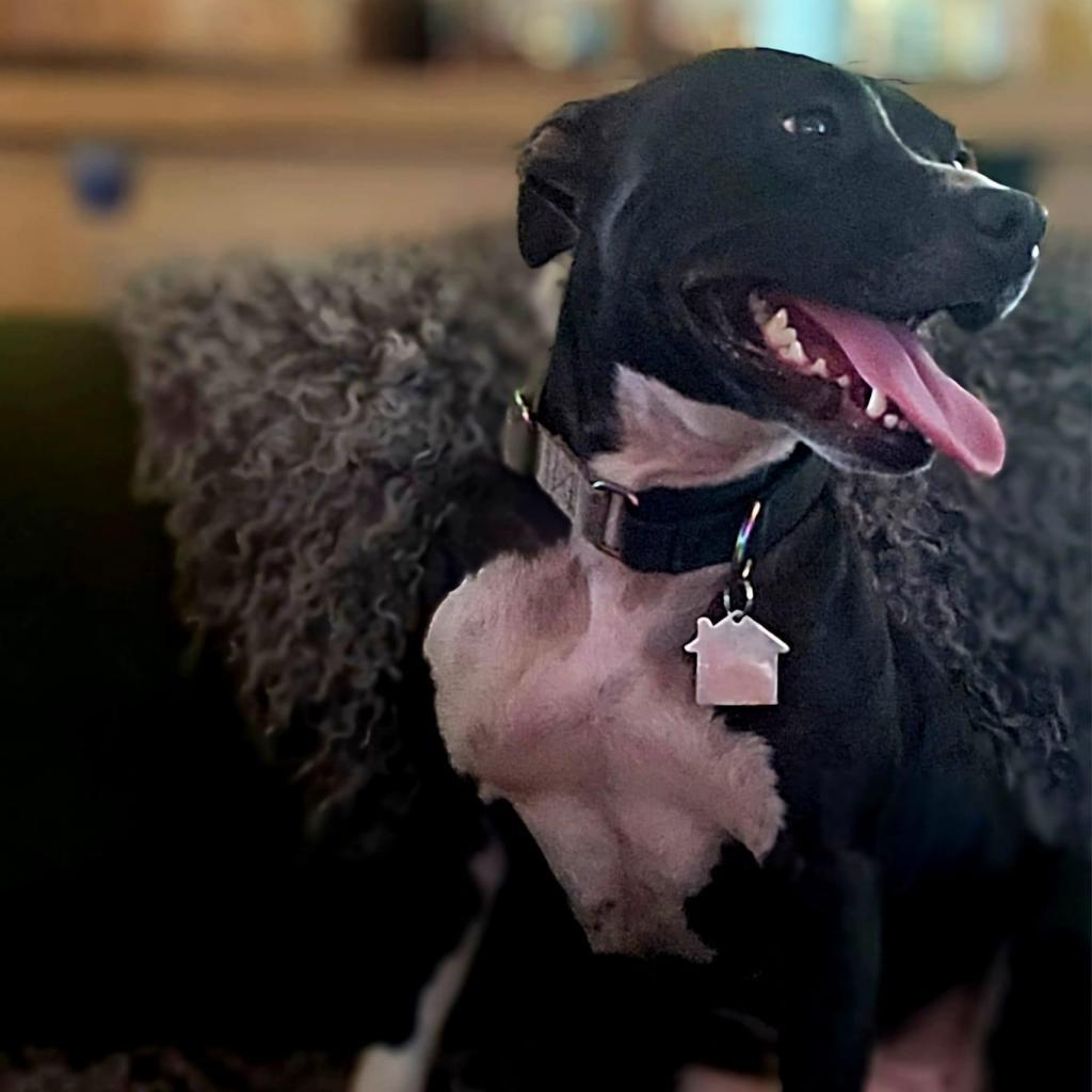 Papaya, an adoptable Mixed Breed in Savannah, GA, 31406 | Photo Image 3