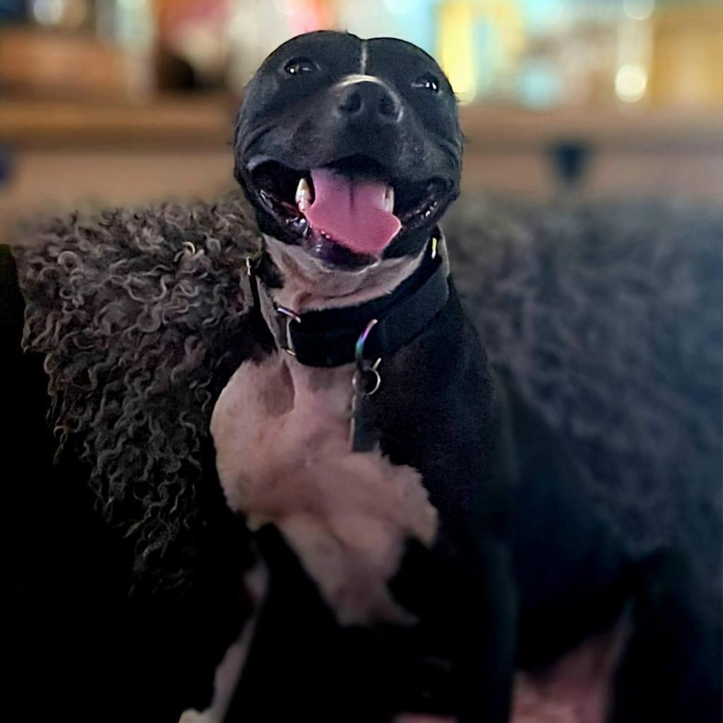 Papaya, an adoptable Mixed Breed in Savannah, GA, 31406 | Photo Image 4