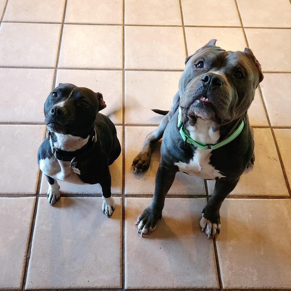 Papaya, an adoptable Mixed Breed in Savannah, GA, 31406 | Photo Image 5