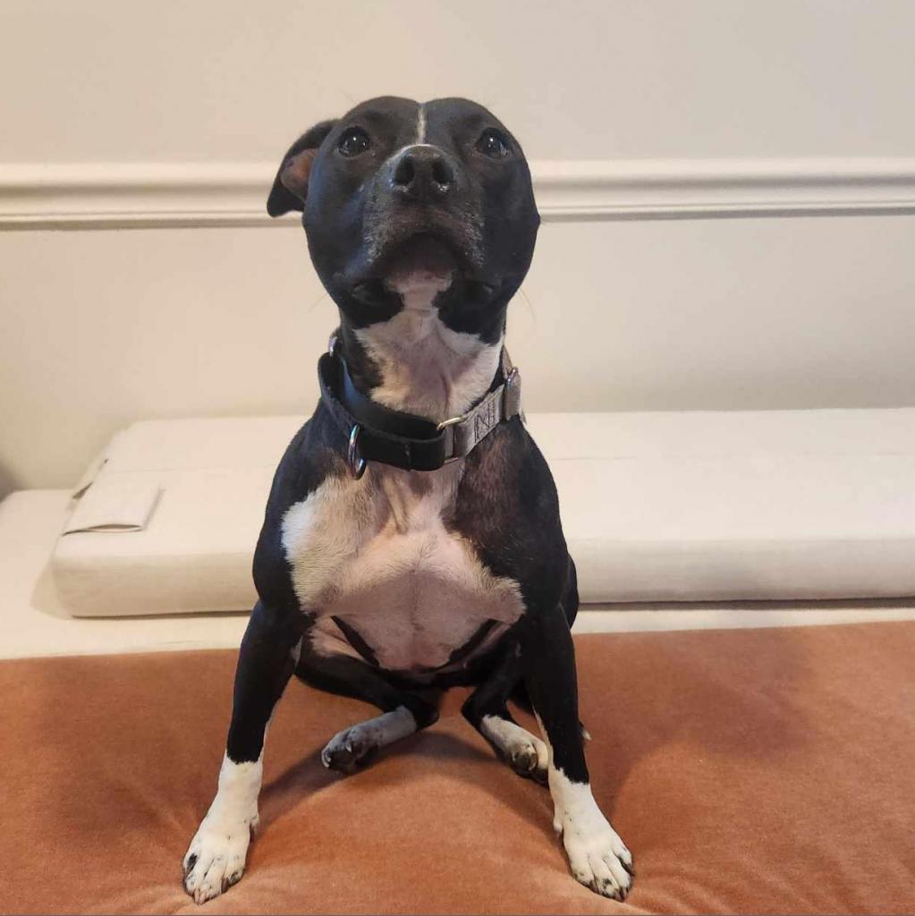 Papaya, an adoptable Mixed Breed in Savannah, GA, 31406 | Photo Image 6