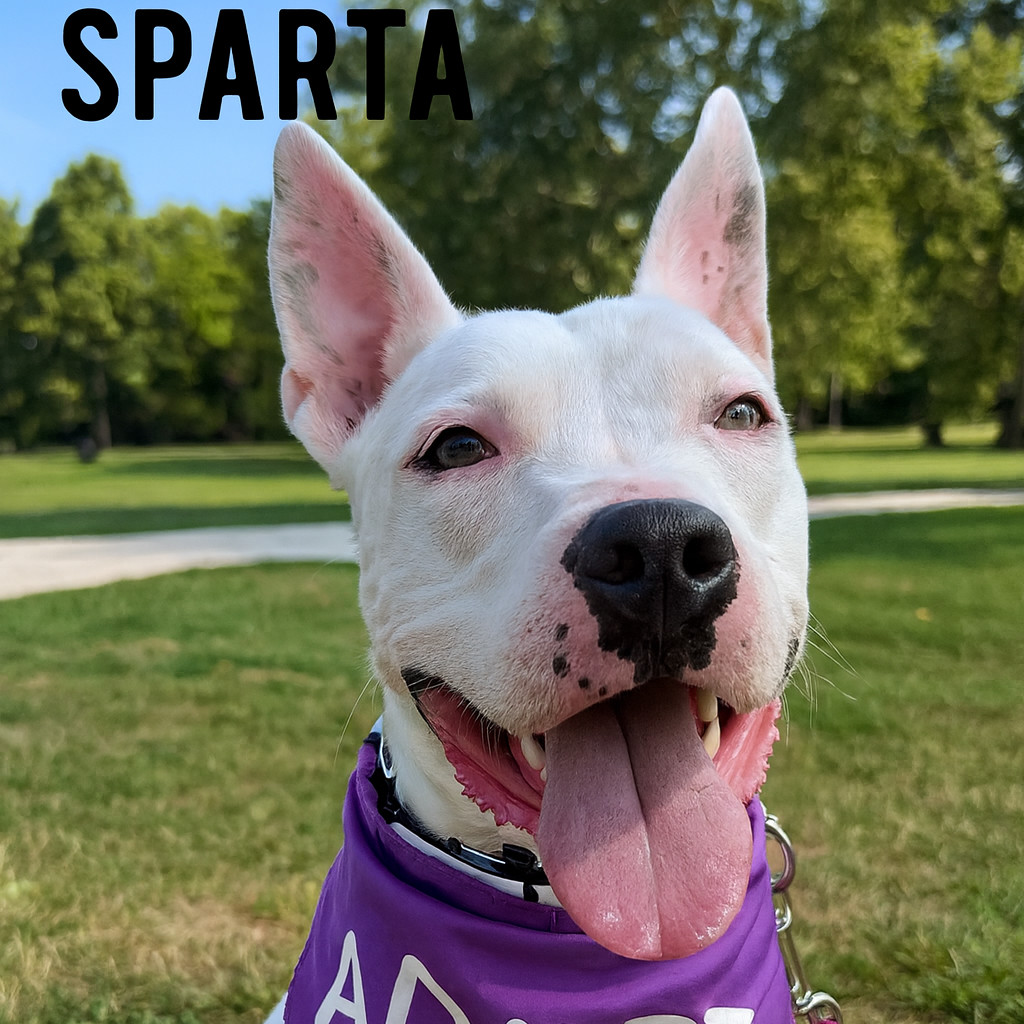 Sparta, an adoptable Pit Bull Terrier in Mooresville, IN, 46158 | Photo Image 1