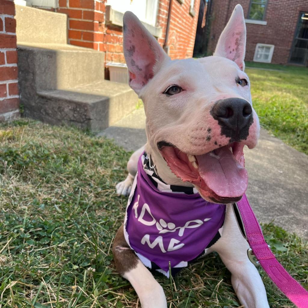 Sparta, an adoptable Pit Bull Terrier in Mooresville, IN, 46158 | Photo Image 4
