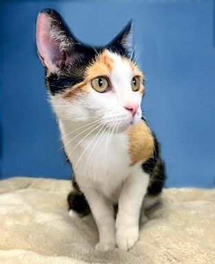 Lola, an adoptable American Shorthair in Fairfax Station, VA_image-1