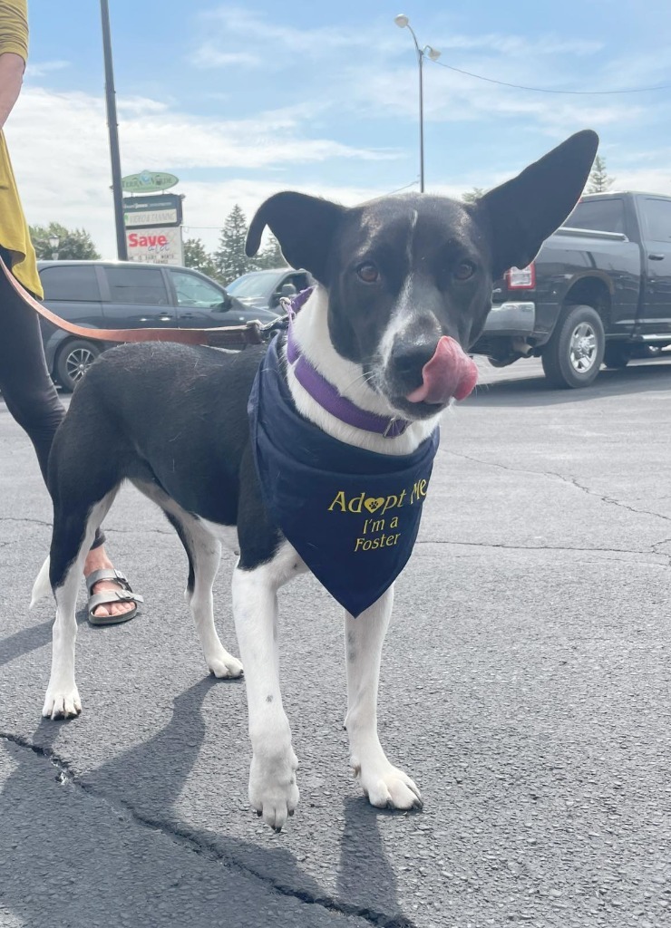 Winni, an adoptable Mixed Breed in Fond Du Lac, WI, 54935 | Photo Image 1