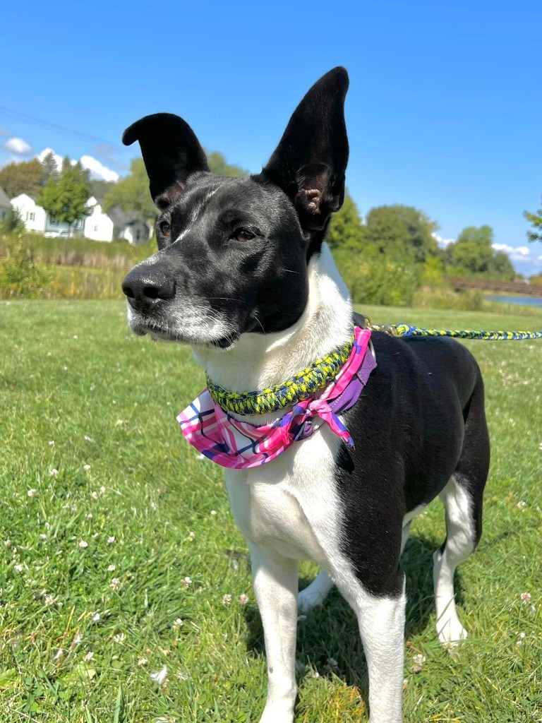 Winni, an adoptable Mixed Breed in Fond Du Lac, WI, 54935 | Photo Image 3