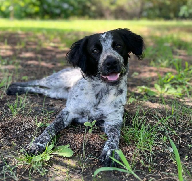 Blue heeler sale springer spaniel mix