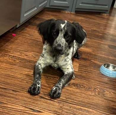 Blue heeler hot sale brittany spaniel mix