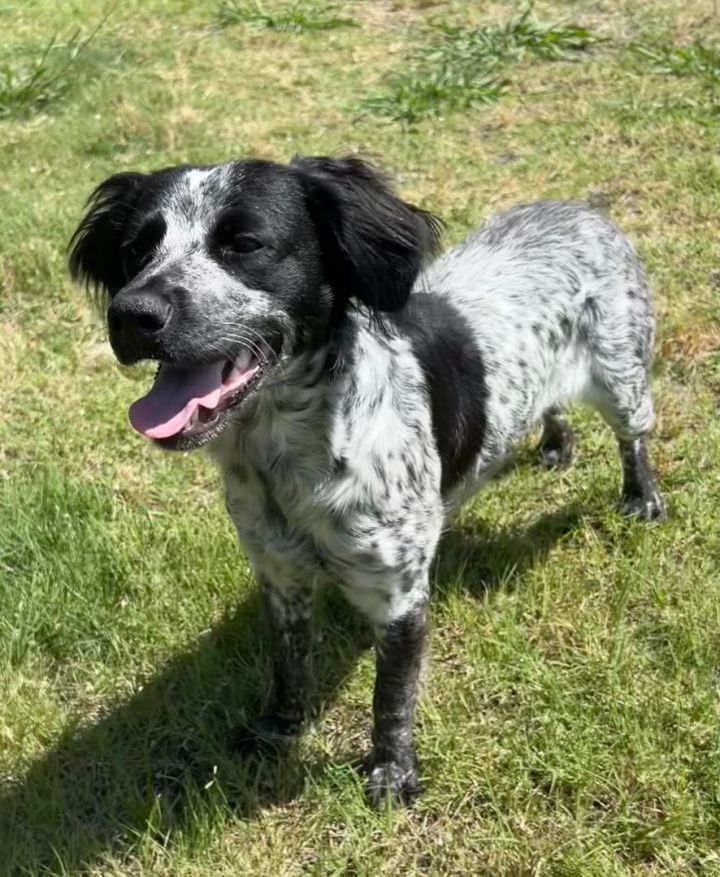 Blue heeler and hot sale cocker spaniel mix