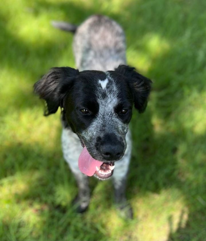 Blue heeler best sale brittany spaniel mix