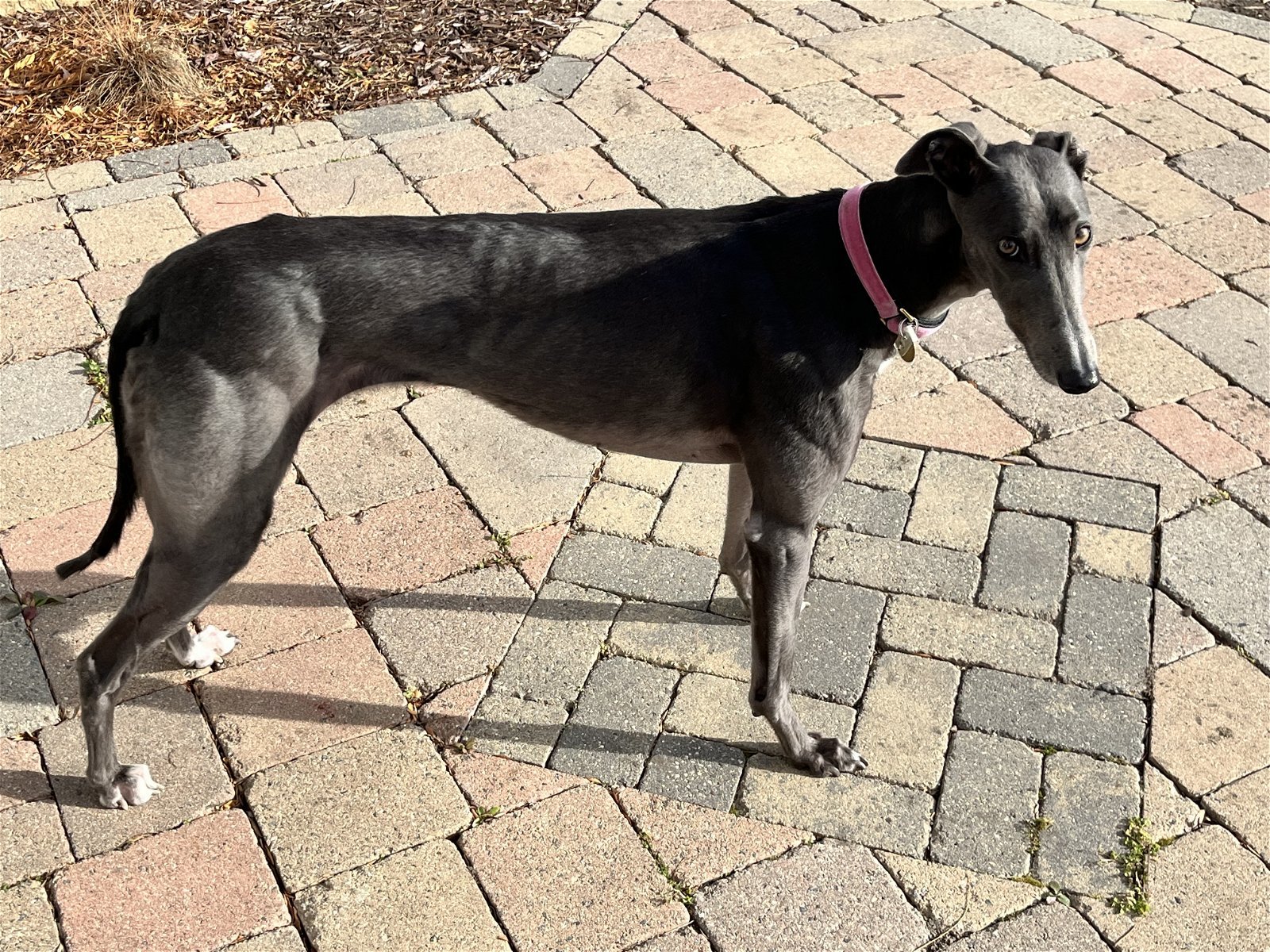Charli, an adoptable Greyhound in Minneapolis, MN, 55418 | Photo Image 2