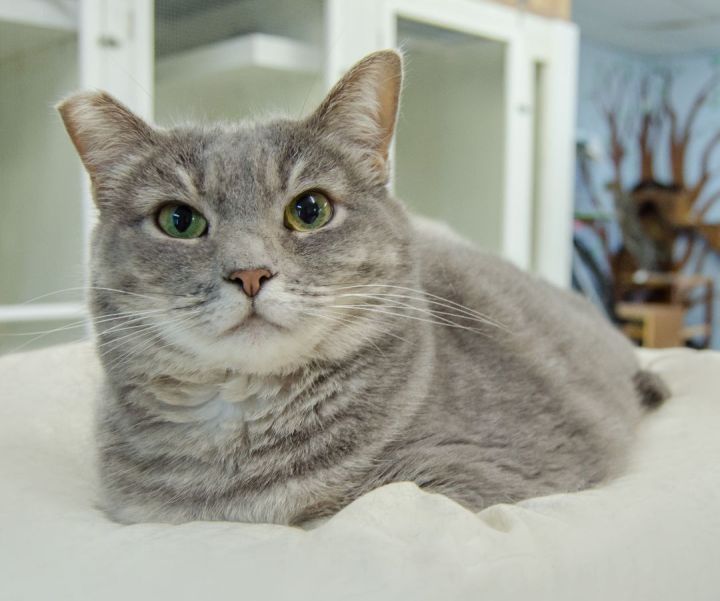 Cat for adoption Gracee, a Tabby in Myrtle Beach, SC Petfinder