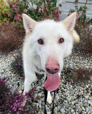 GHOST (Courtesy Listing) Alaskan Malamute Dog