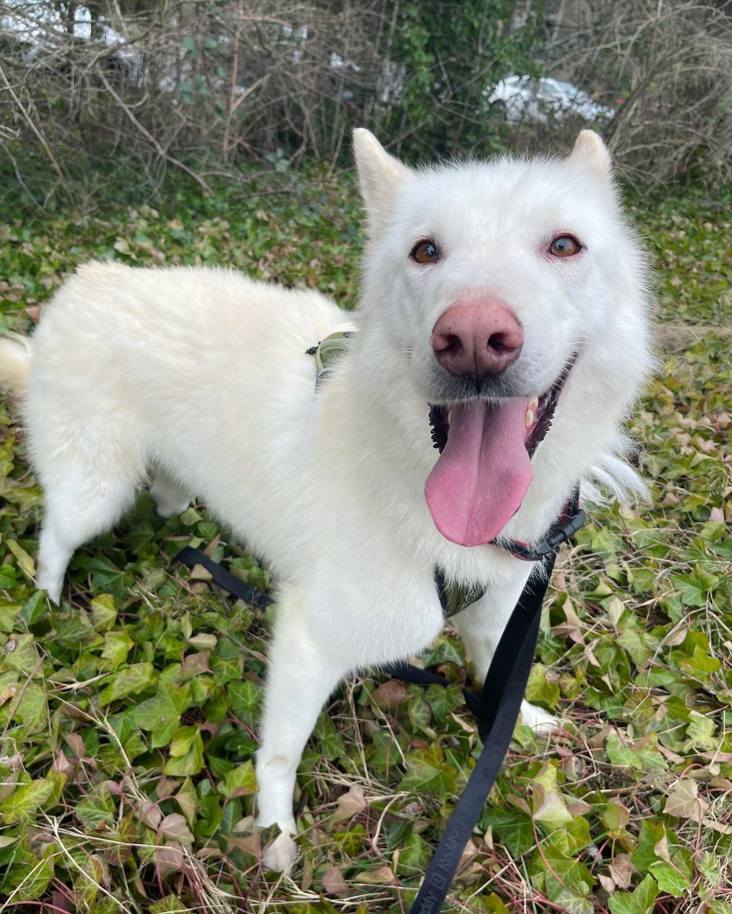 BALTO (Courtesy Listing), an adoptable Alaskan Malamute, German Shepherd Dog in Seattle, WA, 98175 | Photo Image 2