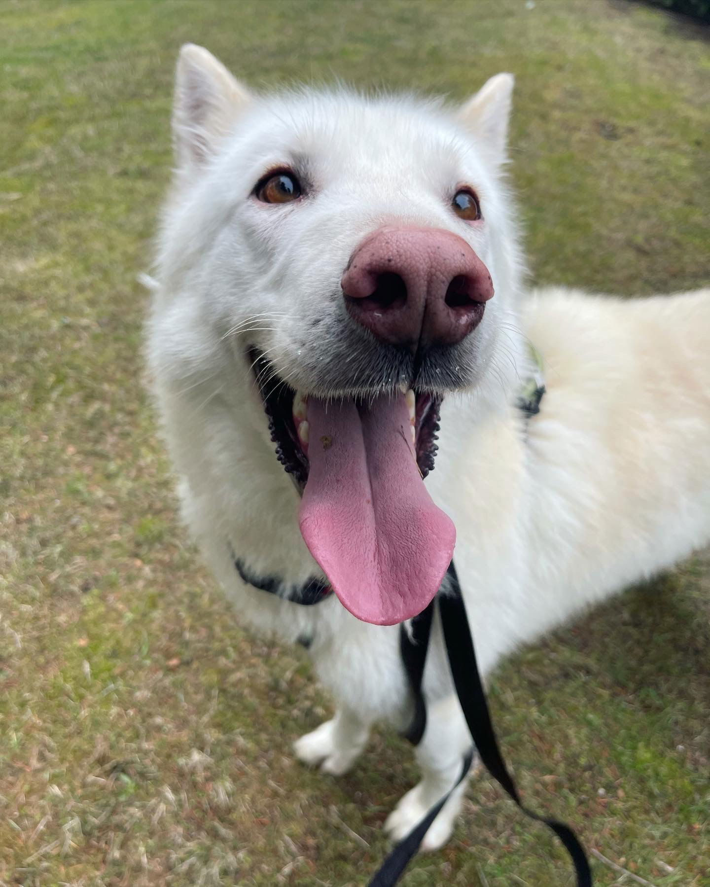 BALTO (Courtesy Listing), an adoptable Alaskan Malamute, German Shepherd Dog in Seattle, WA, 98175 | Photo Image 3