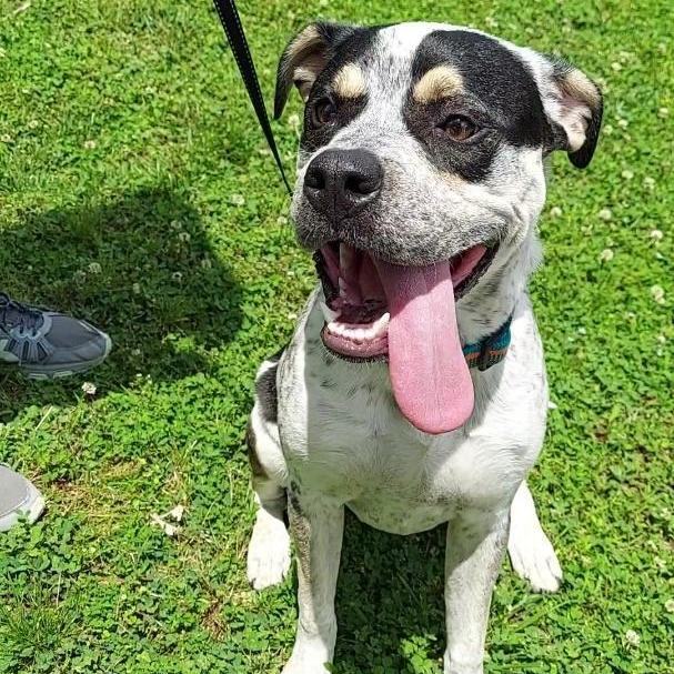 Corgi and best sale bulldog mix