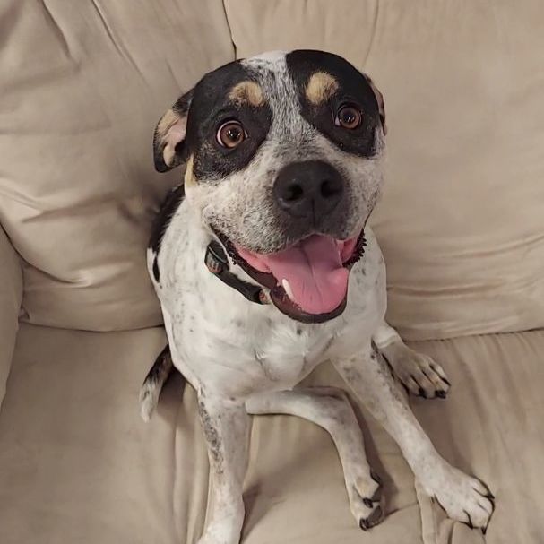 corgi bulldog mix