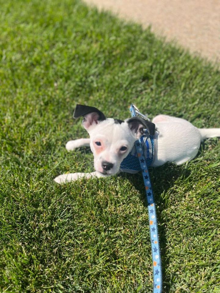 Myles, an adoptable Jack Russell Terrier & Chihuahua Mix in Louisville, KY_image-1