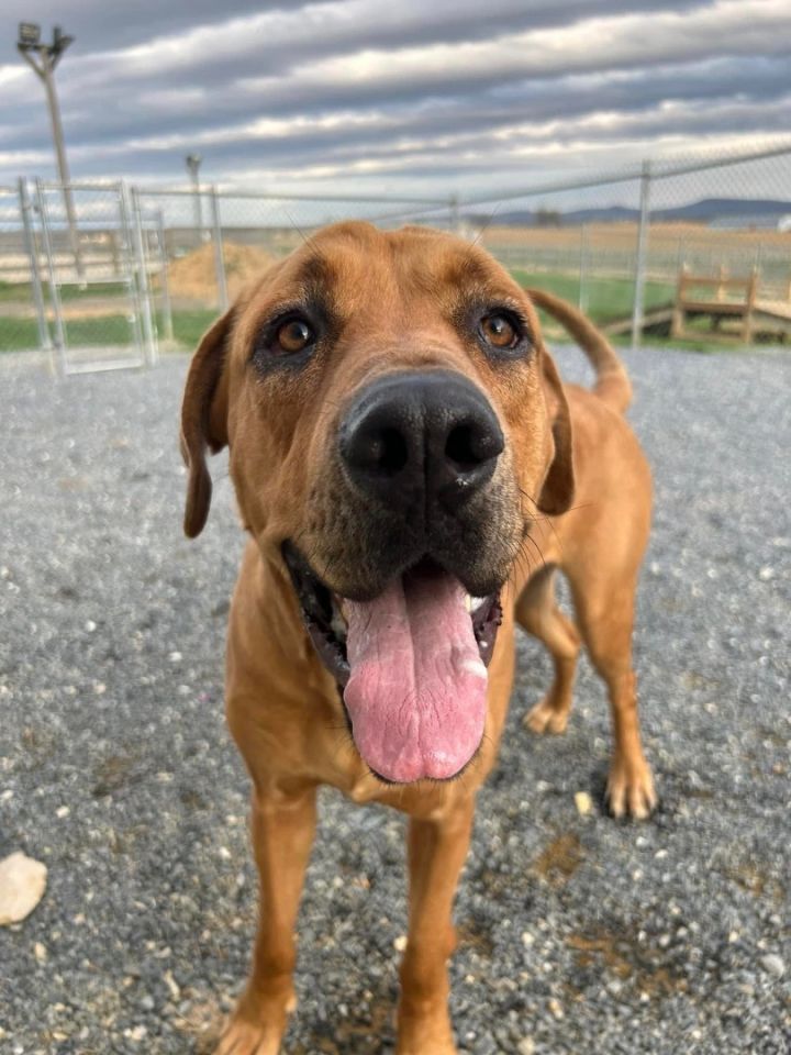 Bloodhound mastiff mix store puppies