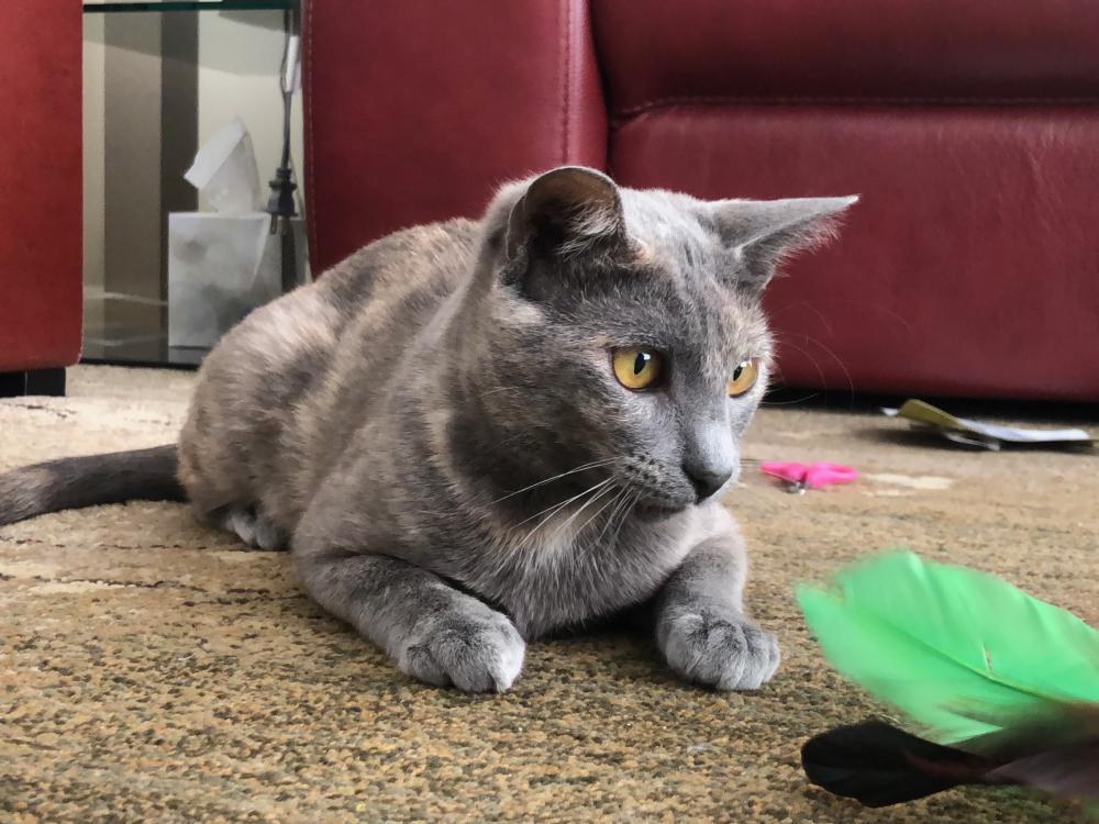 Greta, an adoptable Tortoiseshell in Palo Alto, CA, 94302 | Photo Image 1