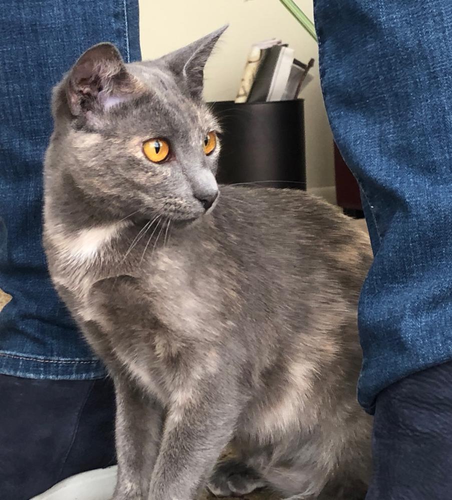 Greta, an adoptable Tortoiseshell in Palo Alto, CA, 94302 | Photo Image 2