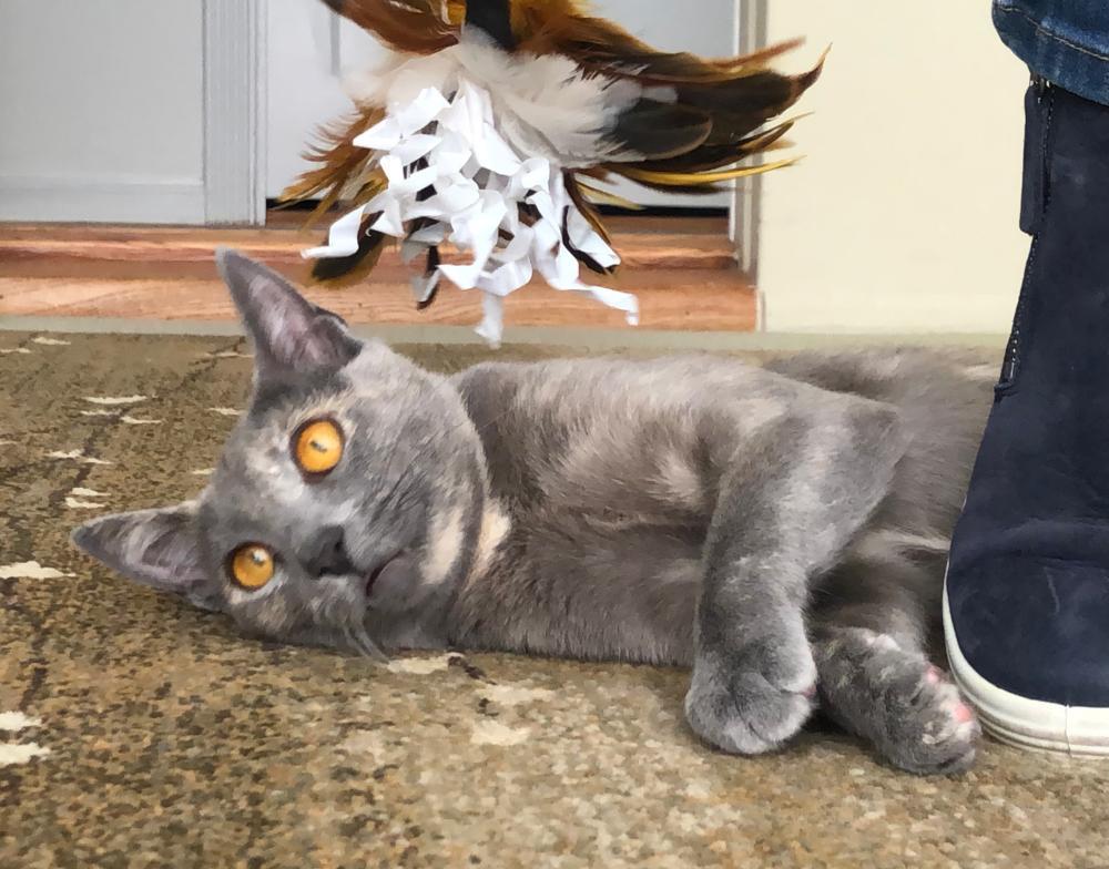 Greta, an adoptable Tortoiseshell in Palo Alto, CA, 94302 | Photo Image 3